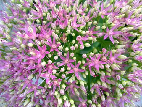 Dr.Ayala cliente NewVisibility